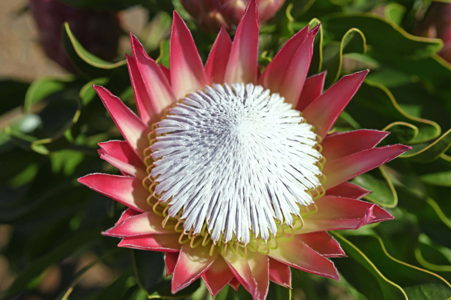 The best spots on the Canary Islands to enjoy Spring